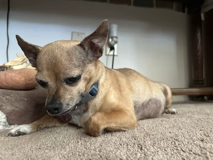 Lovet Pet Health Care - Scottsdale Hills Picture 5