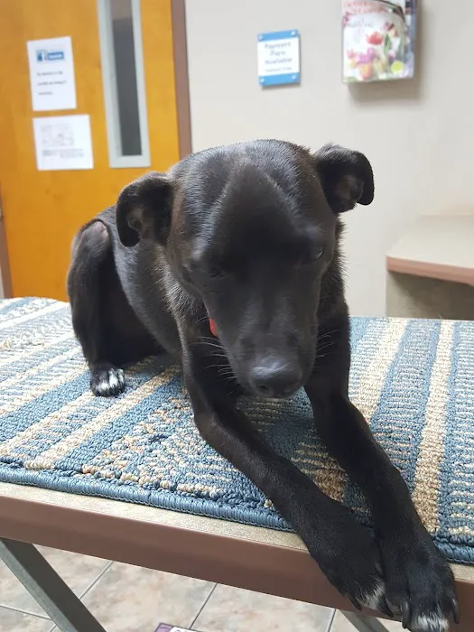 Lovet Pet Health Care - Scottsdale Hills Picture 6