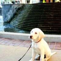 Banfield Pet Hospital ico