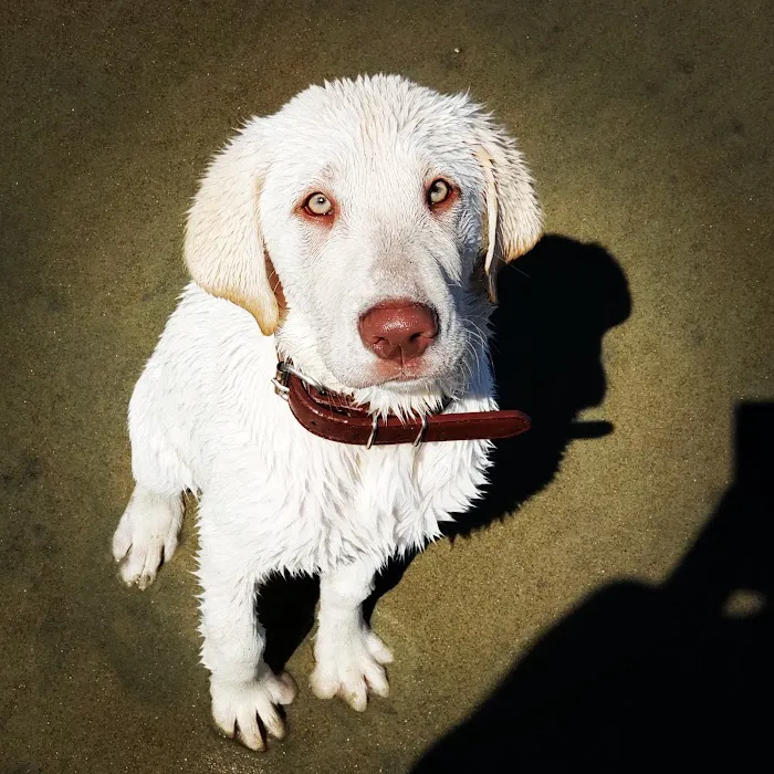 Banfield Pet Hospital Picture 2