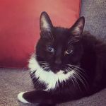 Phoenix Veterinary Referral & Emergency Center