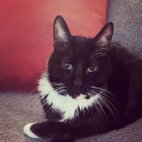 Phoenix Veterinary Referral & Emergency Center ico