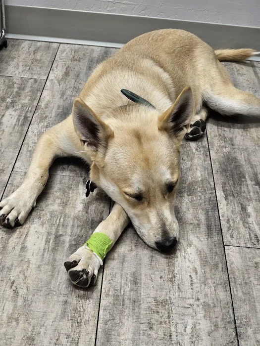 Phoenix Veterinary Referral & Emergency Center Picture 3