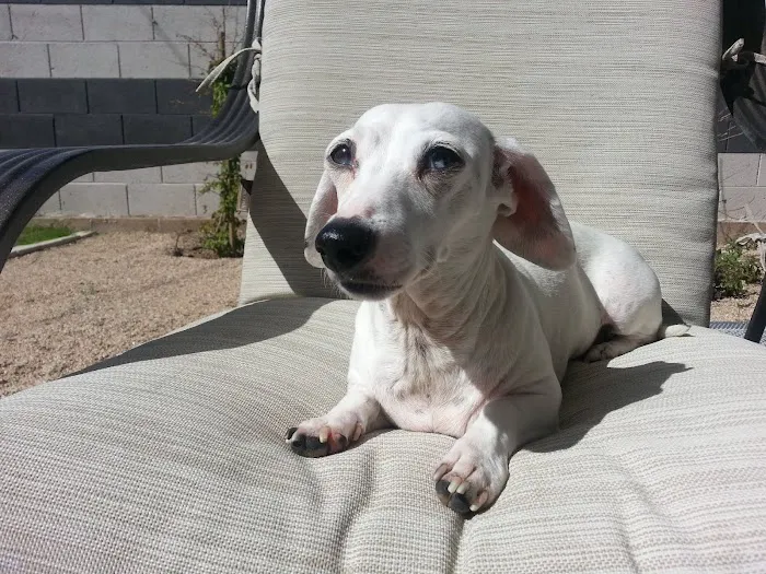 Phoenix Veterinary Referral & Emergency Center Picture 5