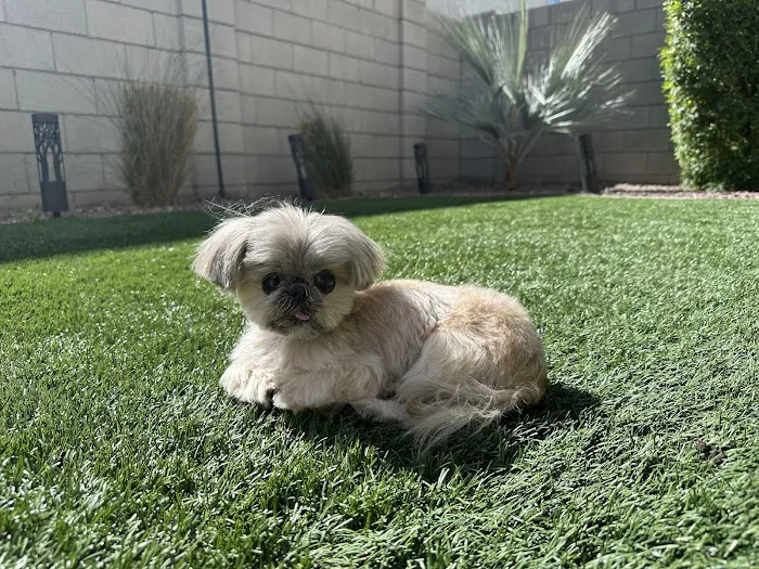 Phoenix Veterinary Referral & Emergency Center Picture 6