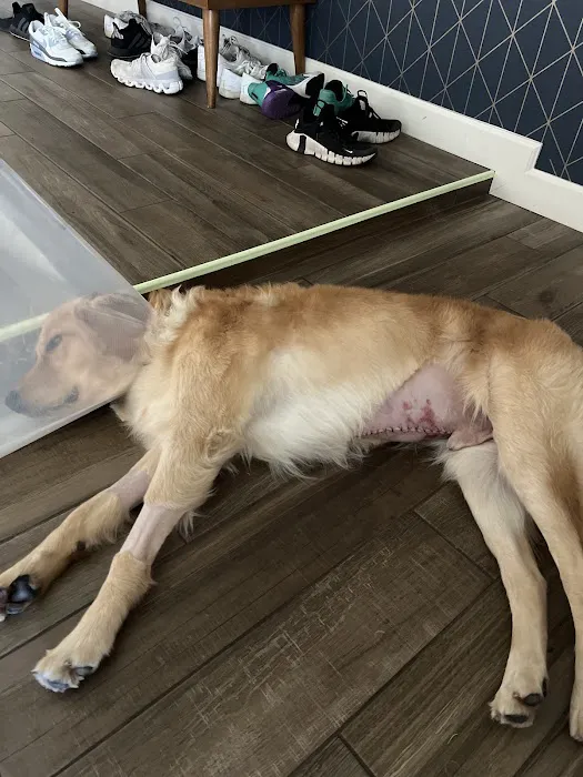 Phoenix Veterinary Referral & Emergency Center Picture 9