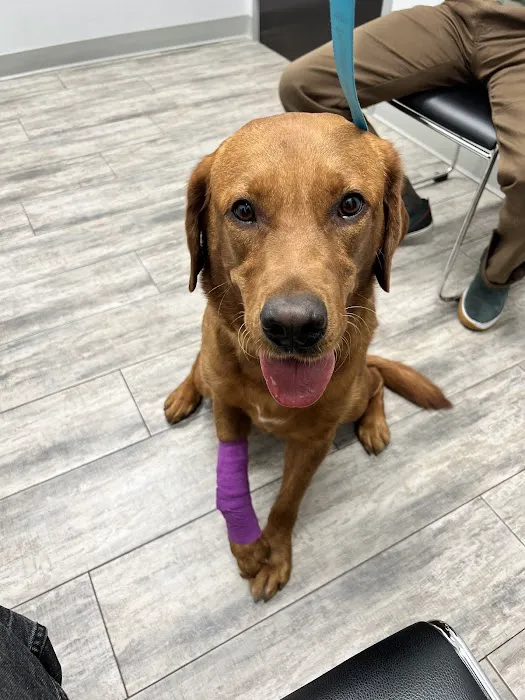 Phoenix Veterinary Referral & Emergency Center Picture 7