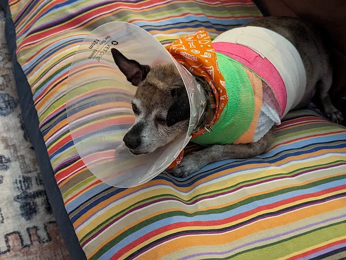 Banfield Pet Hospital Picture 4