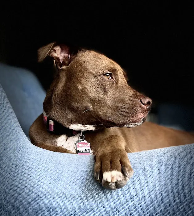 Stonecrest Animal Hospital Picture 6