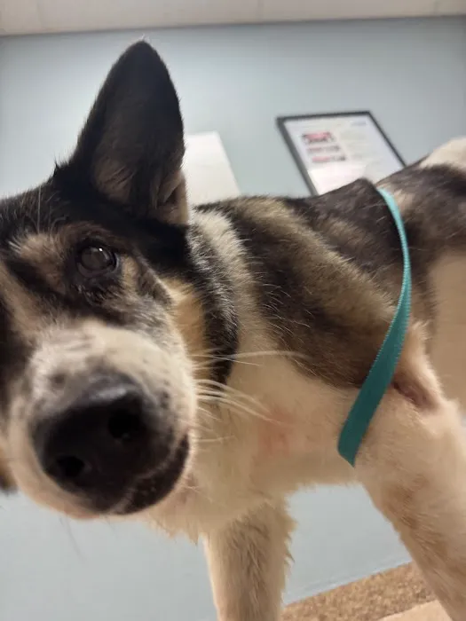 Stonecrest Animal Hospital Picture 3