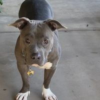 Stonecrest Animal Hospital ico