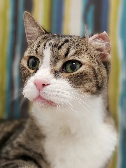 Paradise Point Animal Hospital with Veterinarians On-The-Go Picture 8