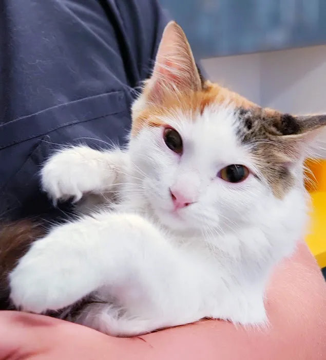 Paradise Point Animal Hospital with Veterinarians On-The-Go Picture 9