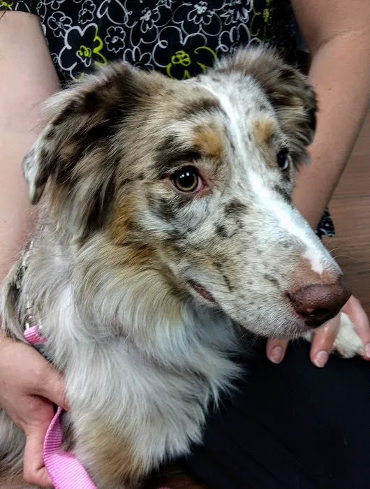 Indian Bend Animal Hospital Picture 5