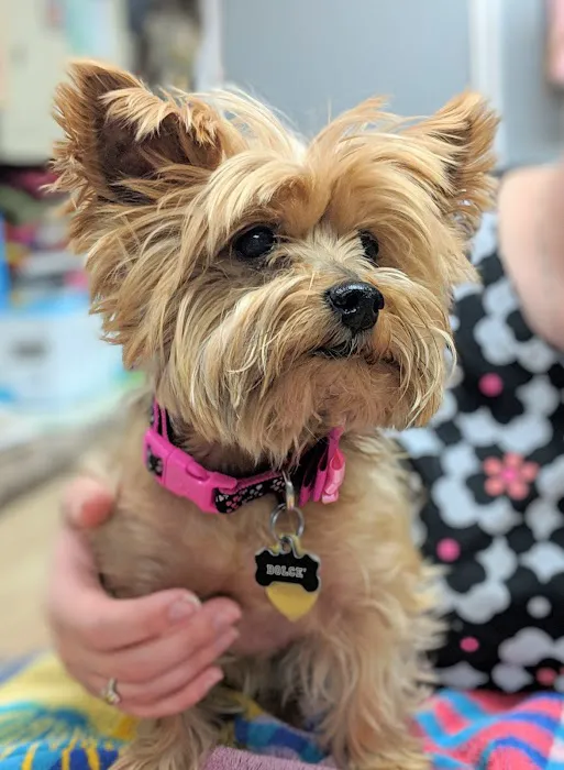 Indian Bend Animal Hospital Picture 8