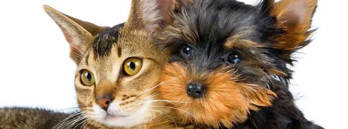 Companion Pet Clinic of North Phoenix Picture 3