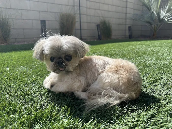 Companion Pet Clinic of North Phoenix Picture 4