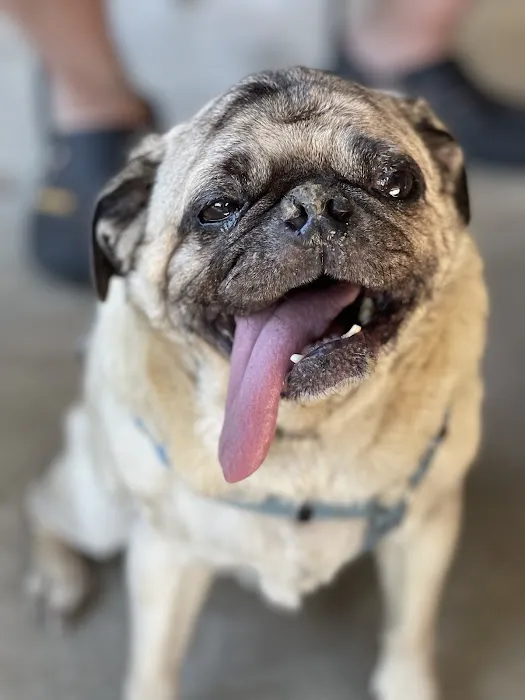 Companion Pet Clinic of Gold Canyon Picture 5