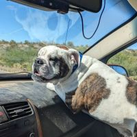 Companion Pet Clinic of Gold Canyon ico
