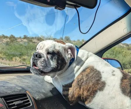 Companion Pet Clinic of Gold Canyon