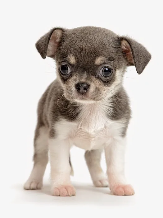 Companion Pet Clinic of Gold Canyon Picture 2