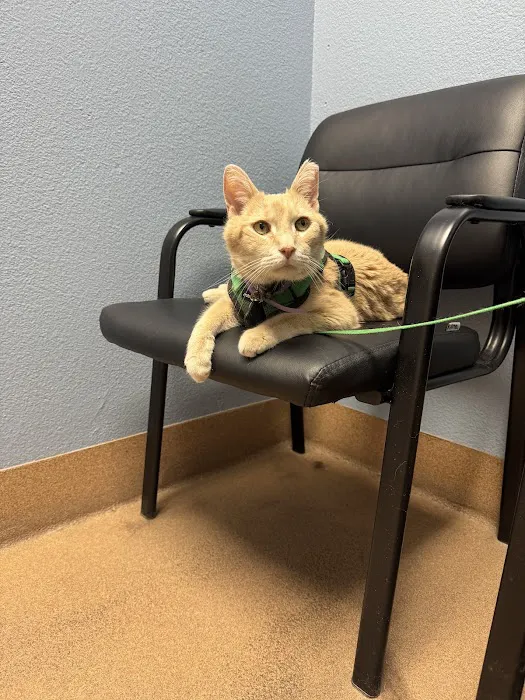 Companion Pet Clinic of Gold Canyon Picture 7