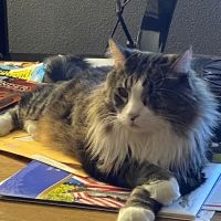 Oasis Animal Hospital ico