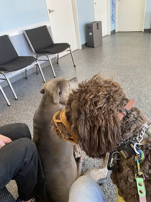 Oasis Animal Hospital Picture 6