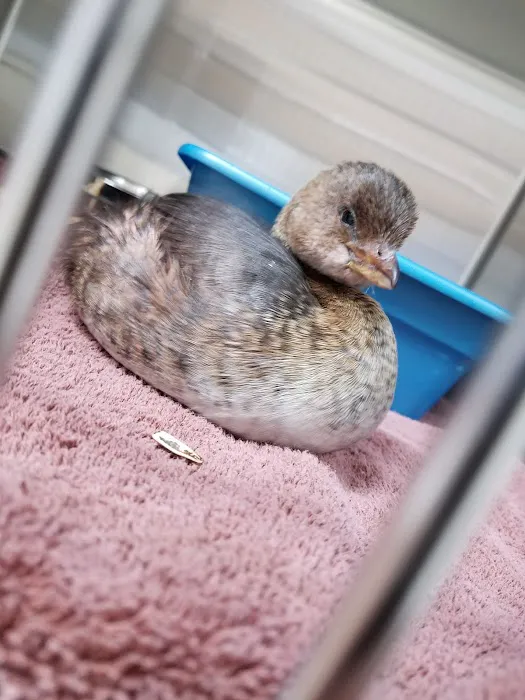 Sunridge Animal Hospital Picture 5