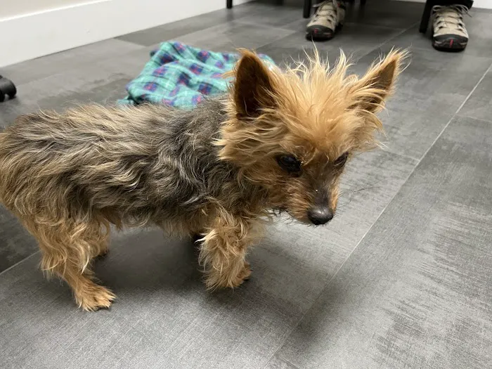 The Edge Pet Hospital Picture 1