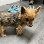 The Edge Pet Hospital