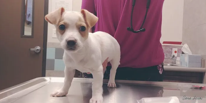 Inspirada Animal Hospital Picture 4