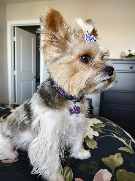 Inspirada Animal Hospital Picture 7