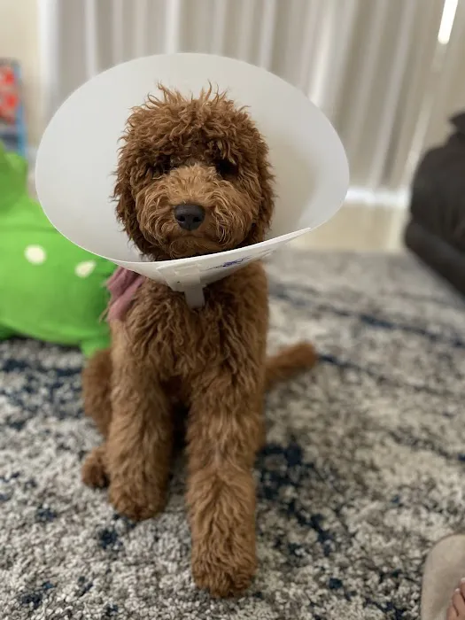 Inspirada Animal Hospital Picture 8