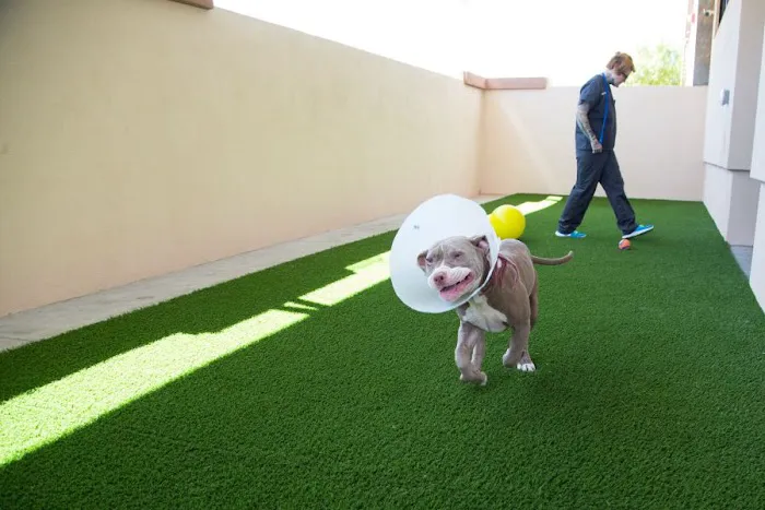 Inspirada Animal Hospital Picture 10