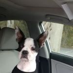 Animal Hospital of Northwood