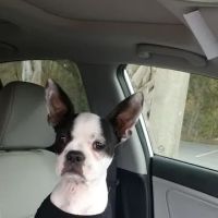 Animal Hospital of Northwood ico