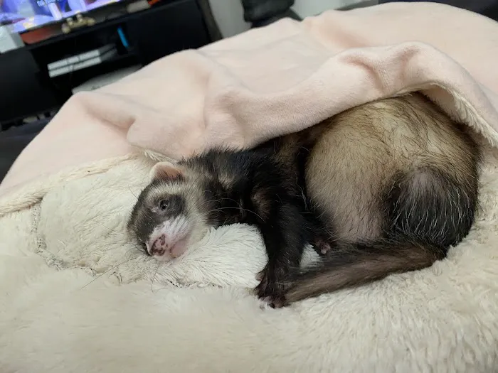 Animal Hospital of Northwood Picture 8