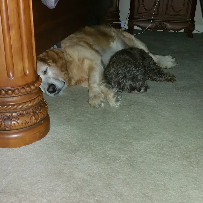 Animal Associates Picture 2