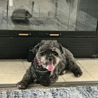 Hughes ico