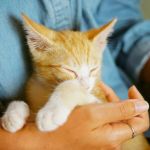 How to Socialize Your Cat Without Stress – Tips for a Positive Experience