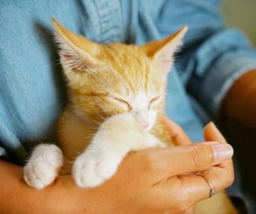 How to Socialize Your Cat Without Stress – Tips for a Positive Experience