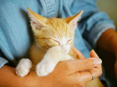 How to Socialize Your Cat Without Stress – Tips for a Positive Experience