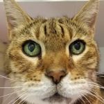 My Pet Animal Hospital Inc