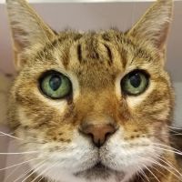 My Pet Animal Hospital Inc ico