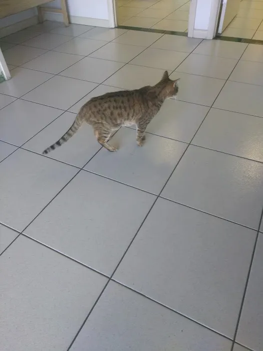 My Pet Animal Hospital Inc Picture 6