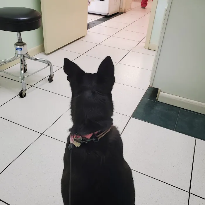 My Pet Animal Hospital Inc Picture 5