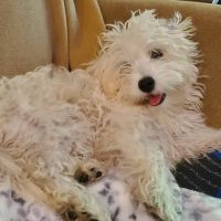 Ridgemoor Animal Hospital ico