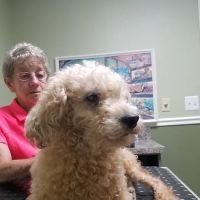 Countryside Animal Hospital ico
