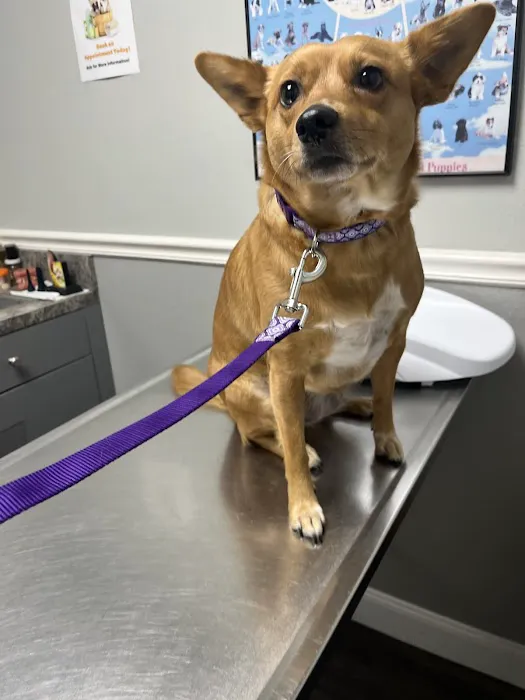 Countryside Animal Hospital Picture 7